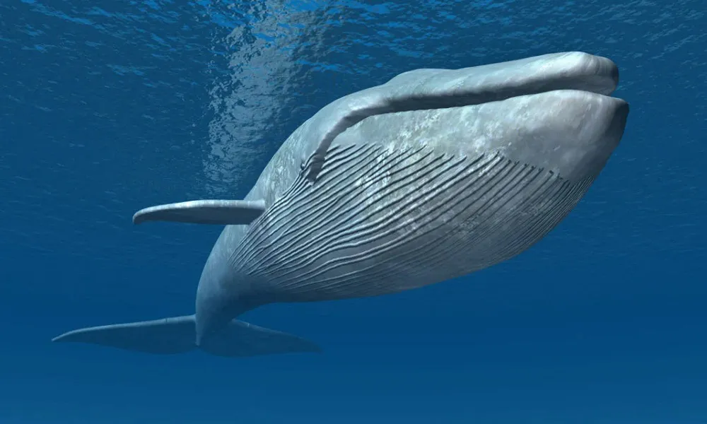 Ballenas en México