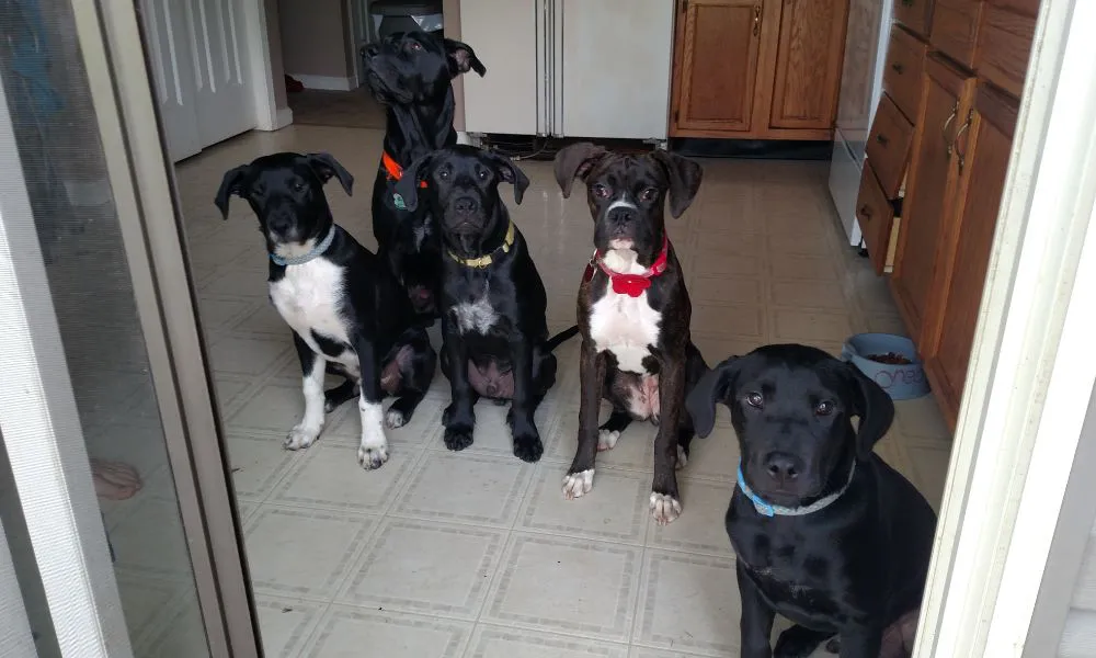 Perros. Foto Freepik