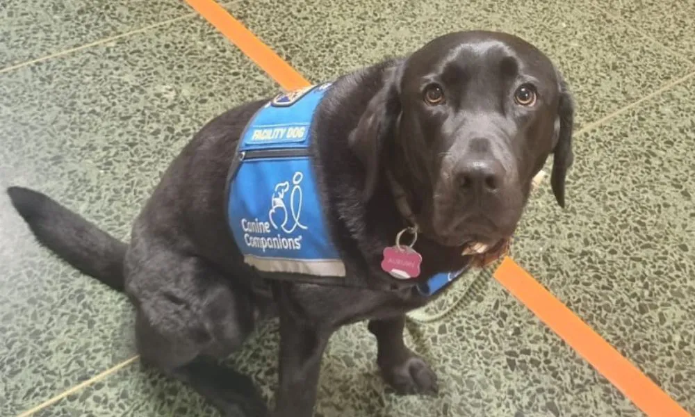 Perros de apoyo emocional para víctimas de delitos