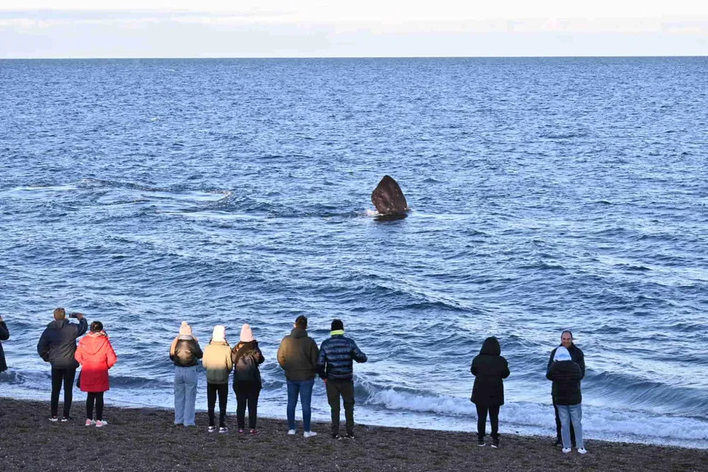 turistas doradillo