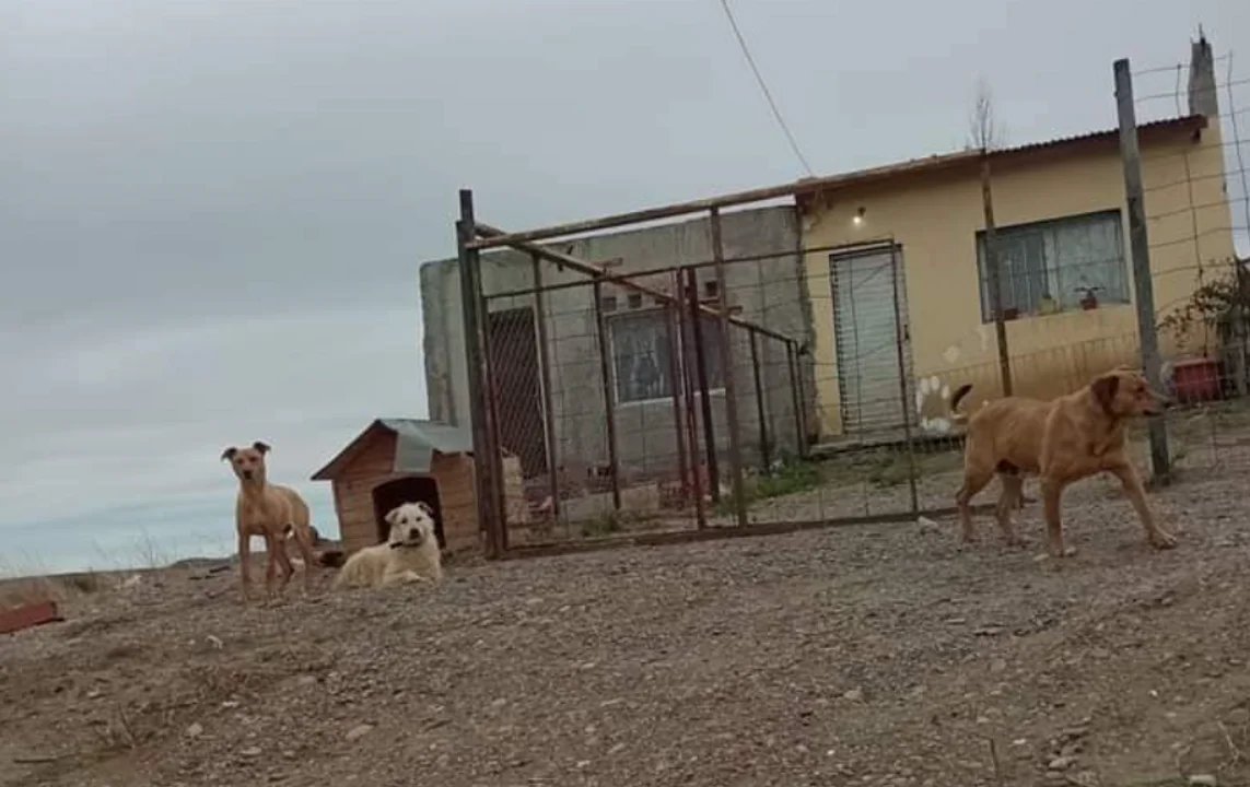 Los peeros que atacaron a la vecina