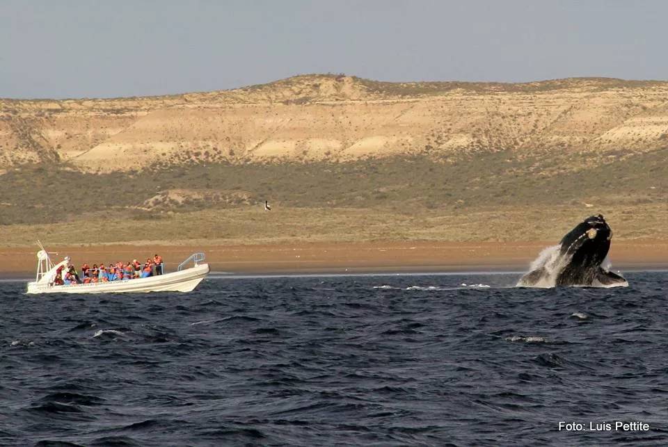 "CUANDO UN GIGANTE DE 50 TONELADAS TE SORPRENDE"