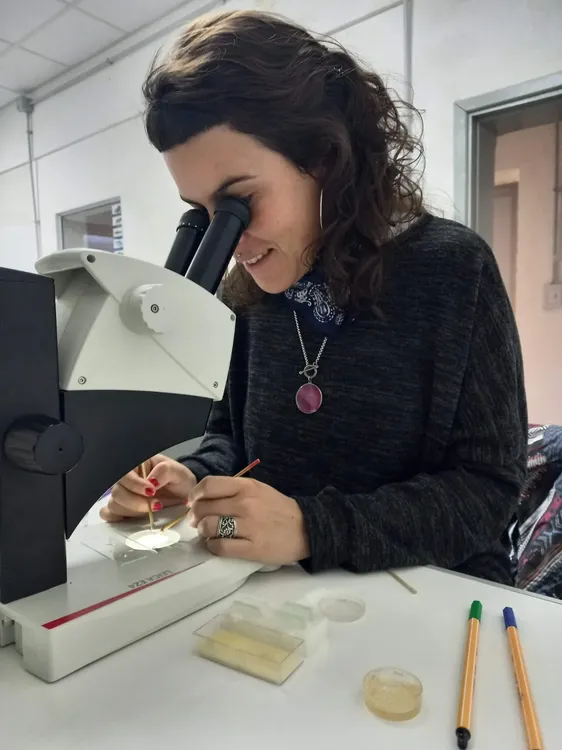 Científicos del CIMAS confirmaron que el alga Undaria ofrece refugio a invertebrados marinos del Golfo San Matías