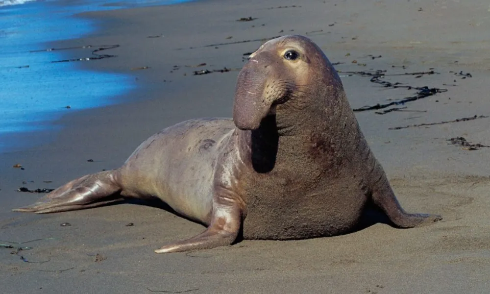 elefante marino