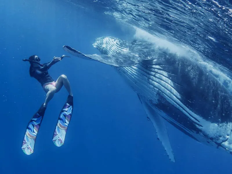 Buceo con ballenas jorobadas en el Hemisferio Norte.