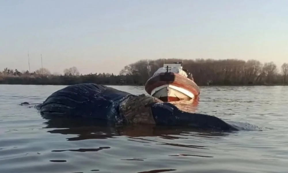 Una ballena apareció en el Paraná y temen que esté agonizando