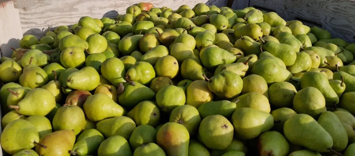 cosecha fruta