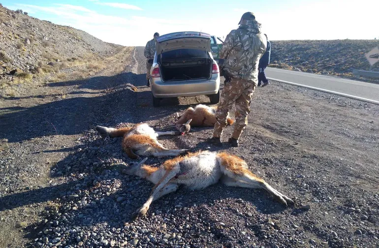 Guanacos