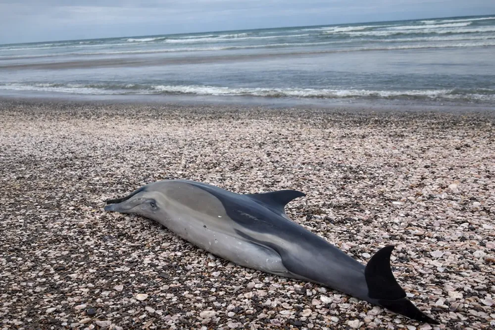 delfines varamientos