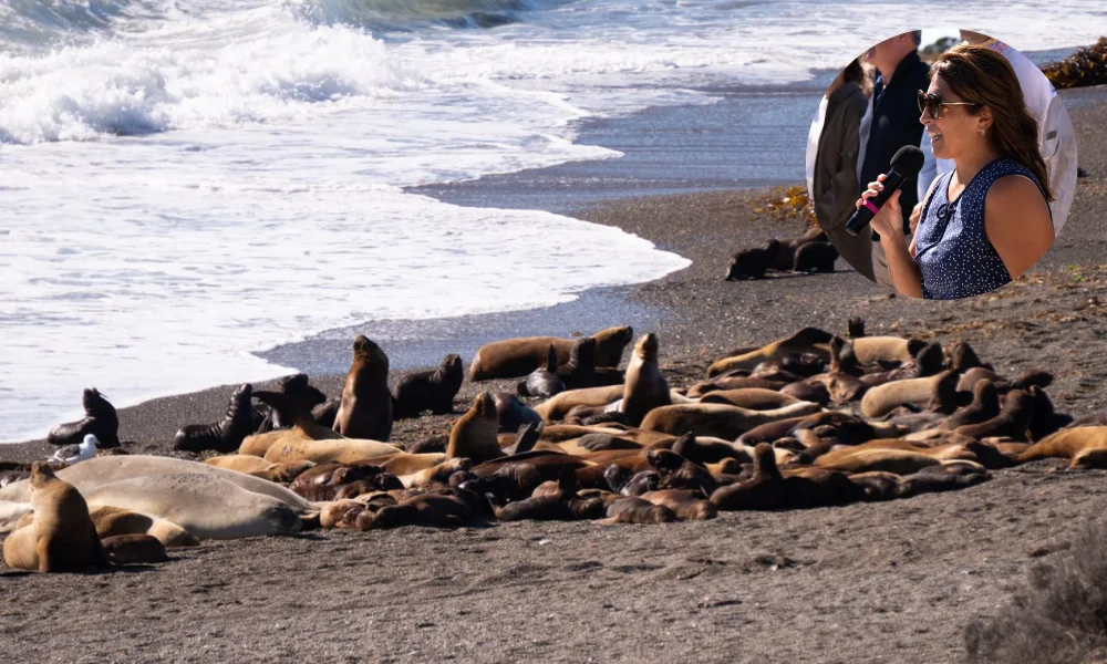 Inauguración de temporada de orcas
