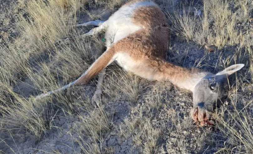 guanaco (3)