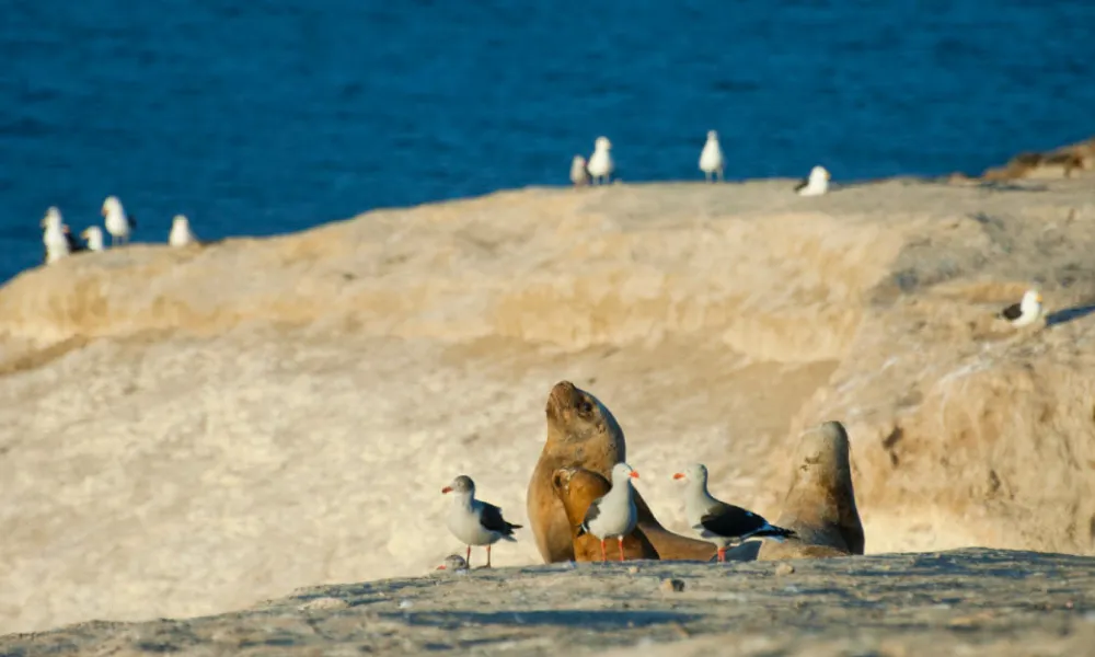 Lobo marino y gaviotas cocineras