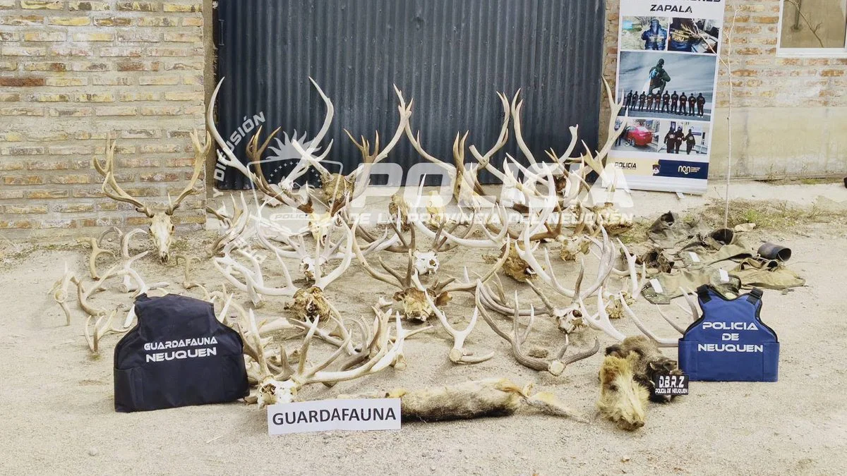 Secuestran armas, municiones y trofeos de caza en Zapala