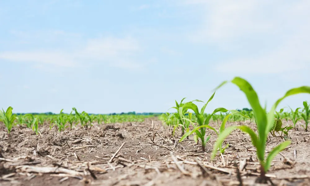 Emergencia agropecuaria por sequía. Imagen ilustrativa Freepik