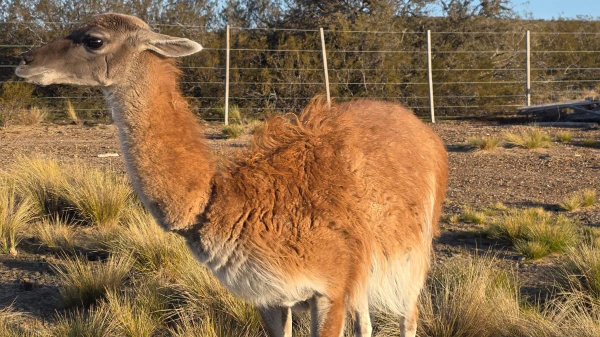 La guanaca Maca en libertad