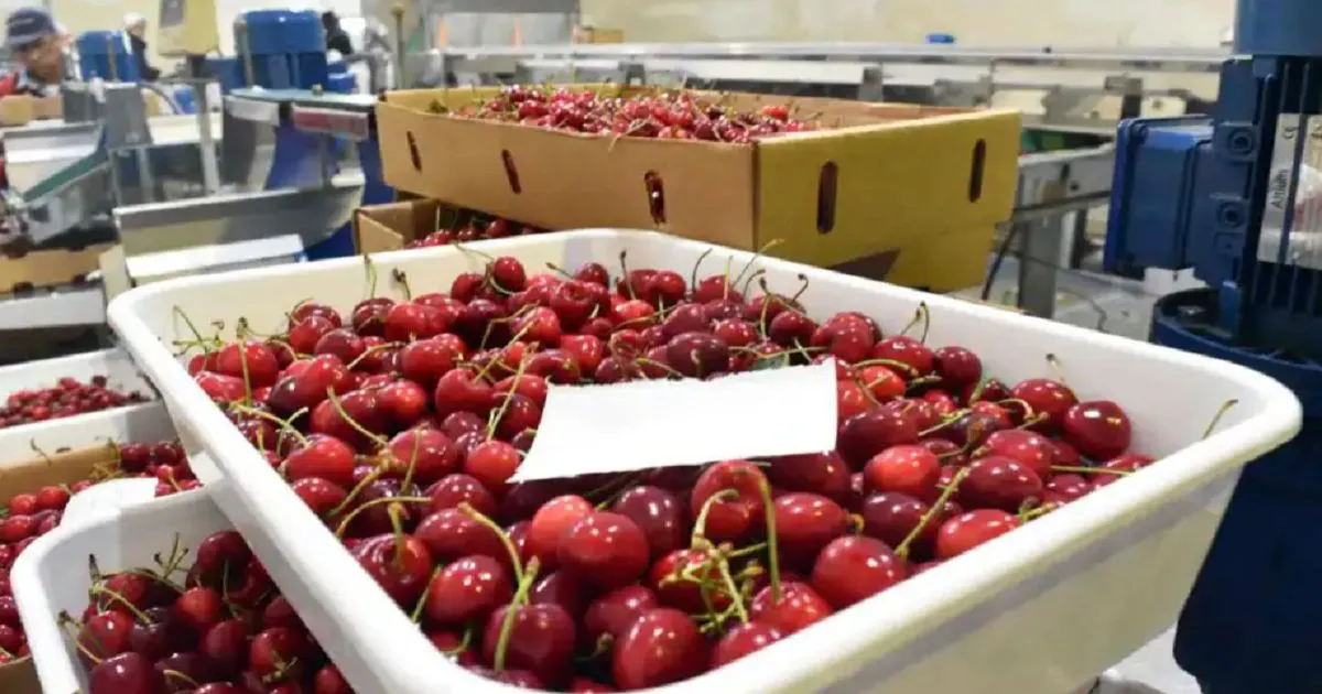 Cerezas de chubut