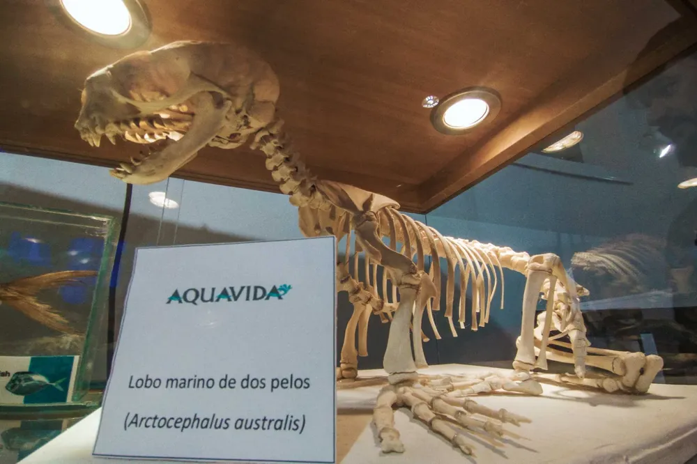 Muestra Colectiva de los Museos en Rawson