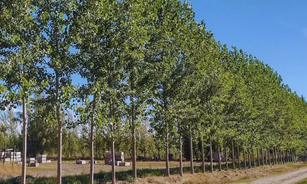 Cortina forestal