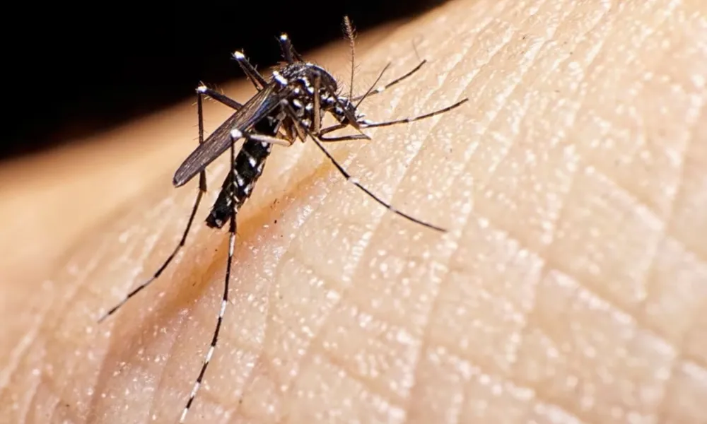 Confirman el primer caso de dengue en la provincia de Buenos Aires