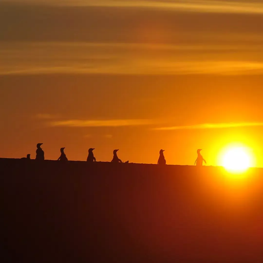 PINGUINOS AL AMANECER POR MARÍO ACOSTA