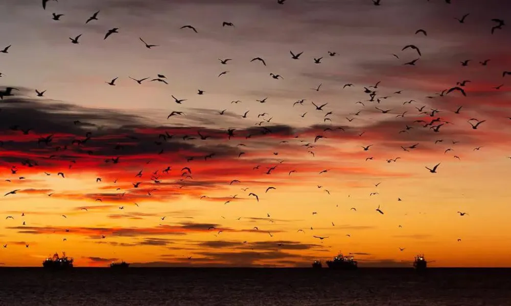 Amanecer soleado y fresco en Puerto Madryn Fotero Patagónico