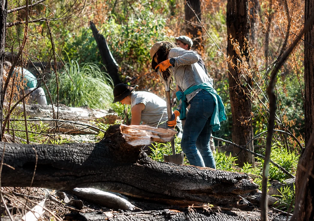 bosques recuperan