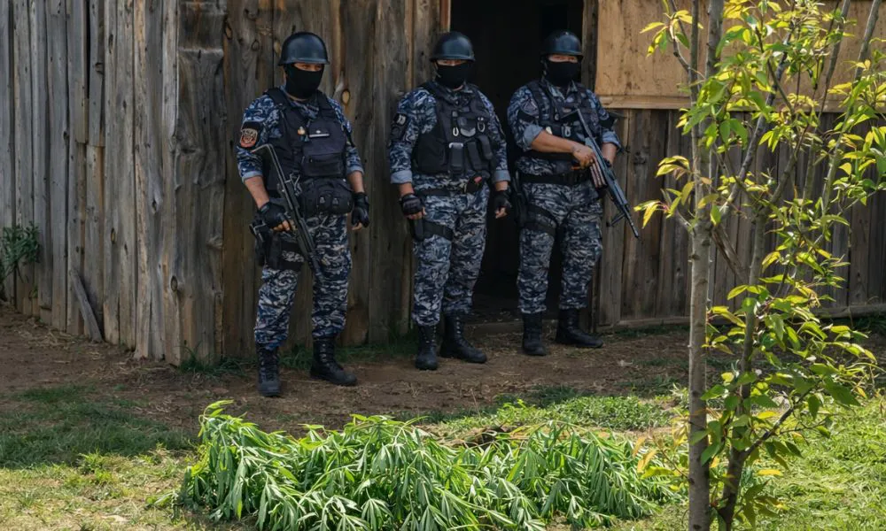 Descubren un aplantación de marihuana imagen reeditada por LA17