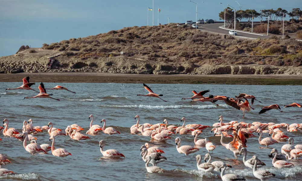 Flamencos