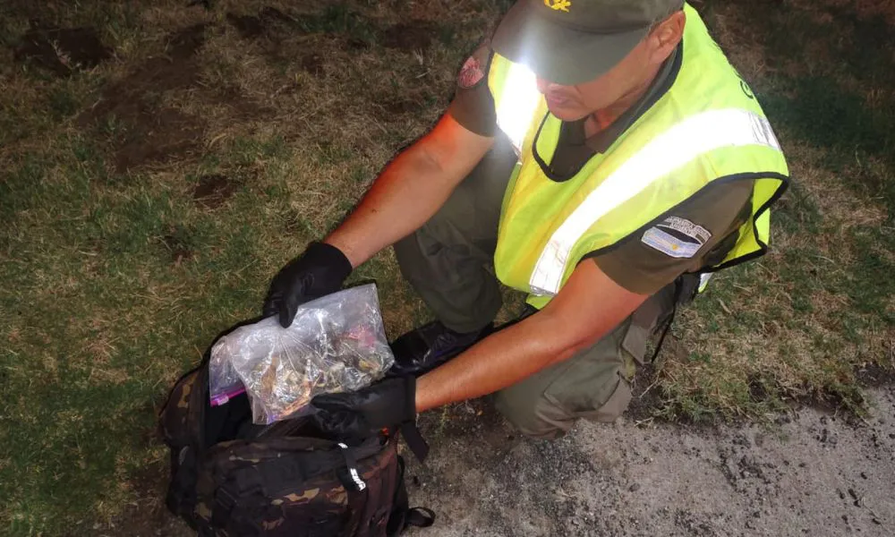 Hallan hongos alucinógenos