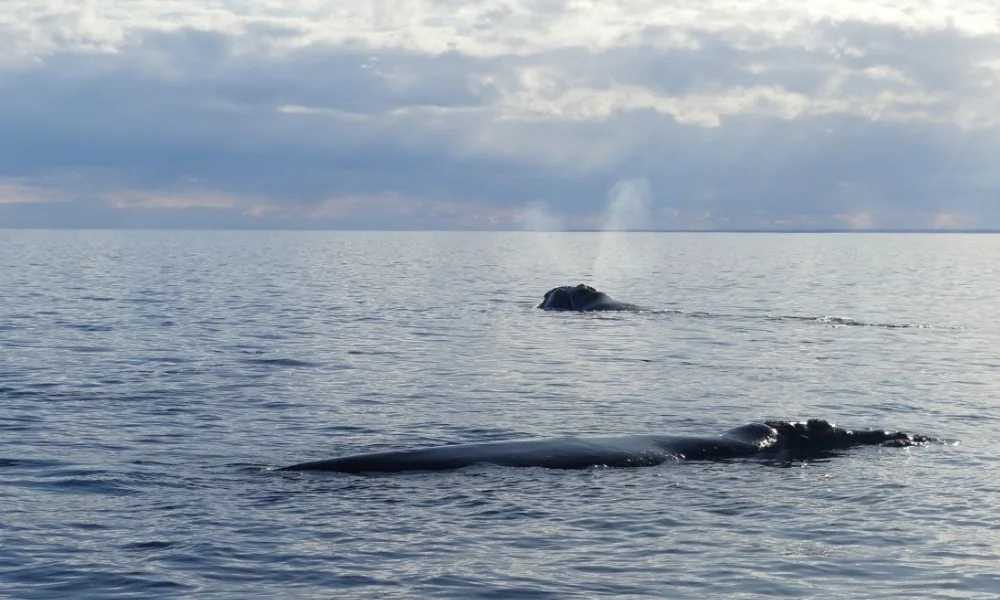 Ballena en Península Valdés