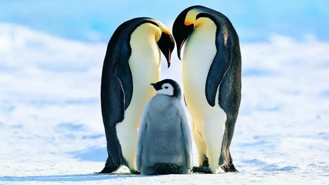 El pinguino empreador en peligro