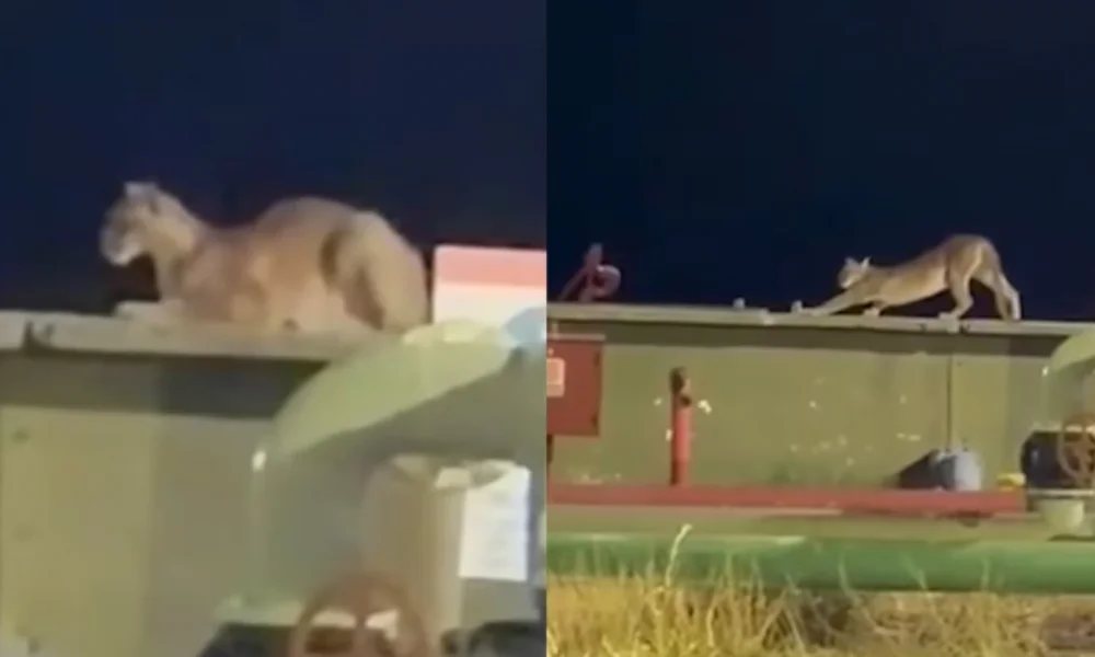 Se observa al animal apoyado sobre una superficie dentro del complejo industrial.