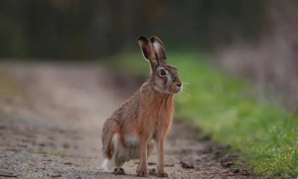 Liebre en Puerto Madryn