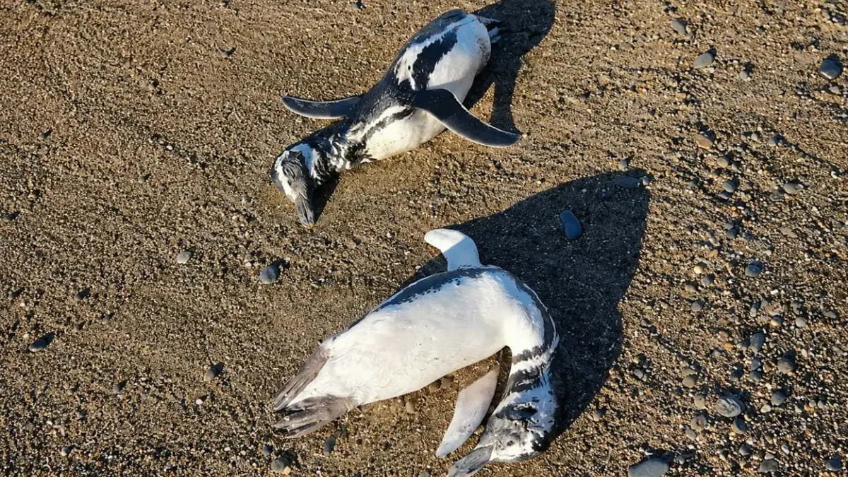 Preocupación en Santa Cruz y Chubut por la aparición de pingüinos muertos-2