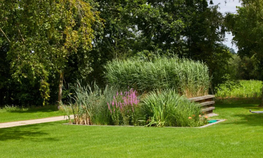 Jardines que limpian aguas residuales (Foto: © Aquatiris/RFI)