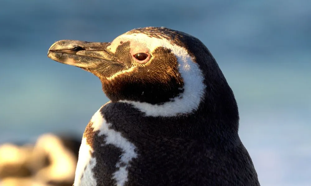 Documental “El señor de los pingüinos”