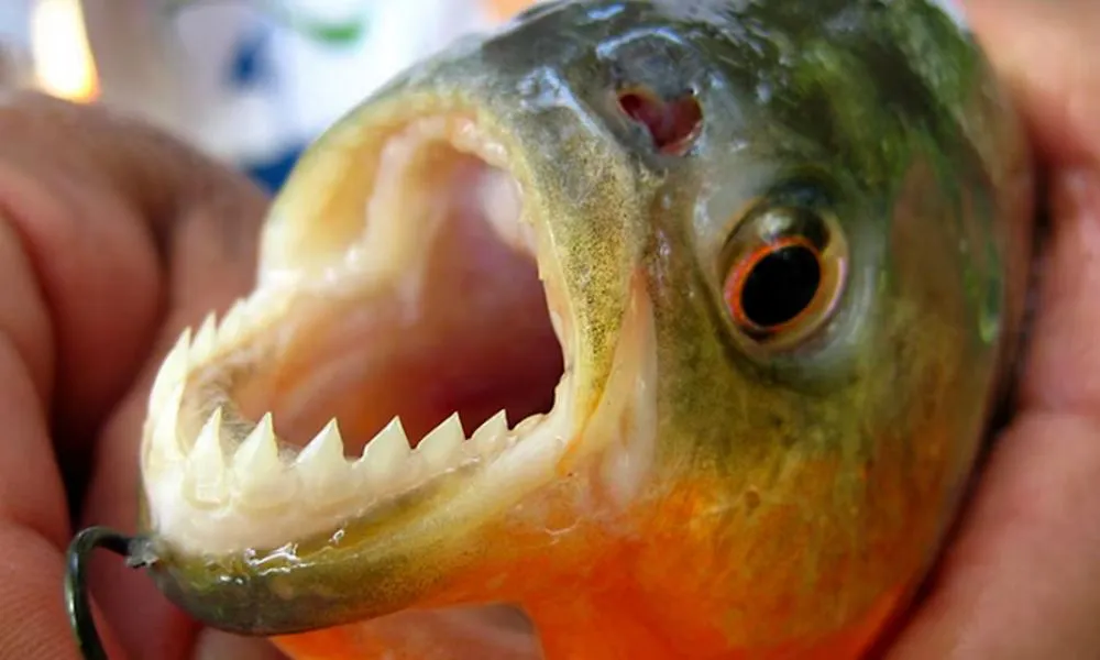 Palometa. Foto @InfoMedia24hrs/Infobae