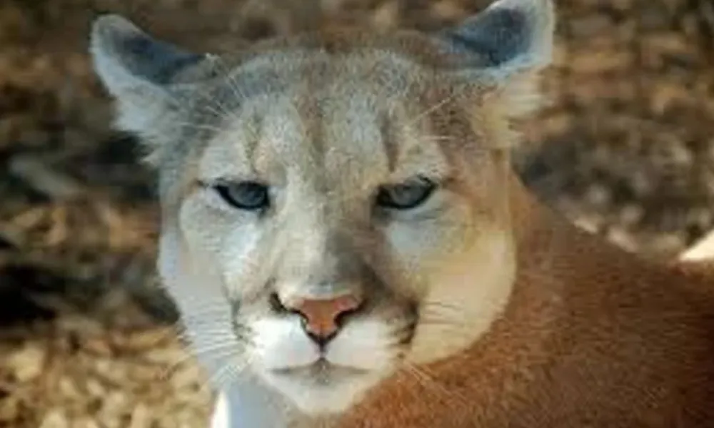 Ejemplar de puma joven