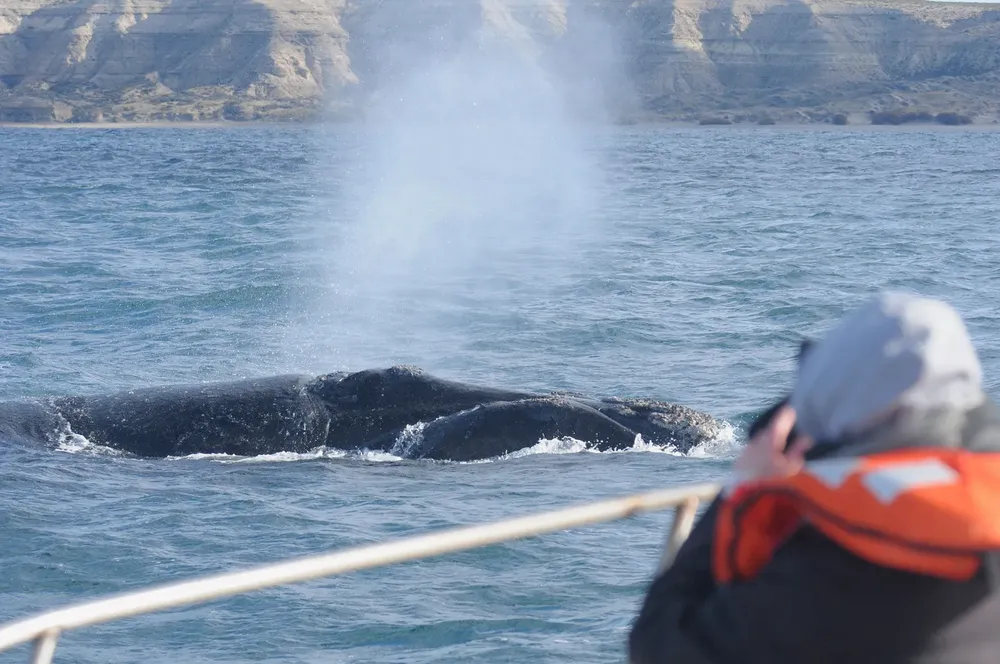 Ballenas