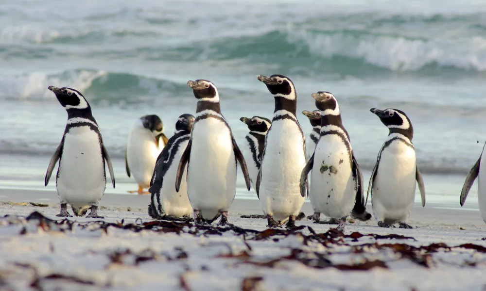 El GPS natural de los pingüinos