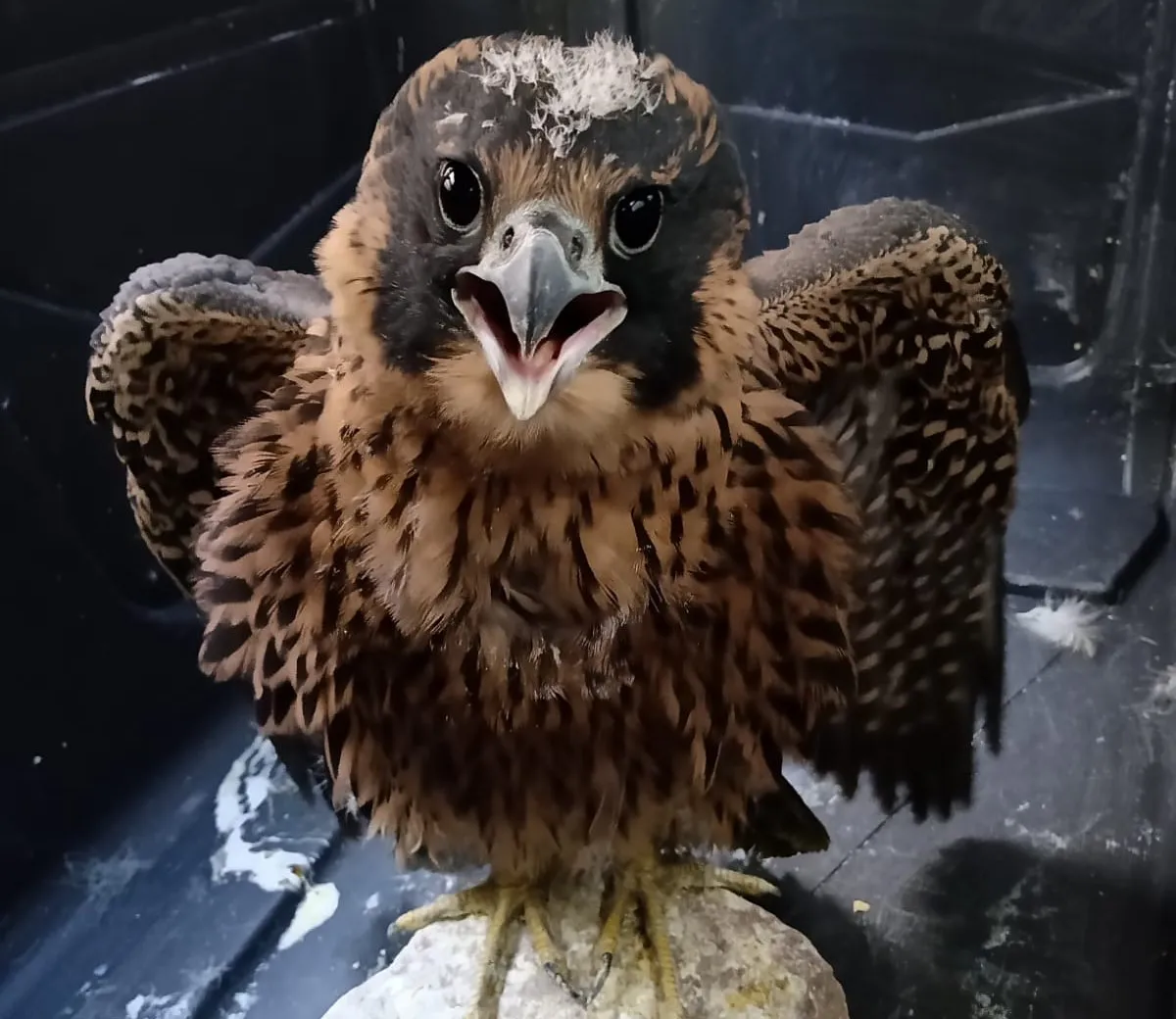 halcon peregrino