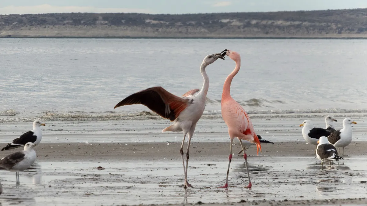 Flamencos en Madryn por Daría Sander