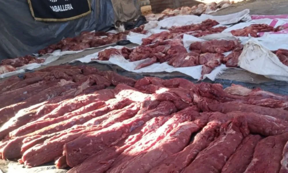 Incautan 800 kilos de carne de guanaco, piezas de ñandú y municiones
