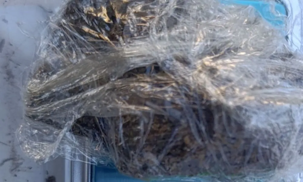 Descubren menudeo de marihuana