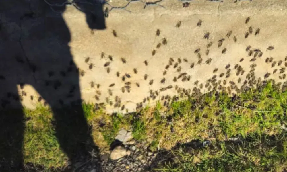 Tucura Sapo en Santa Cruz