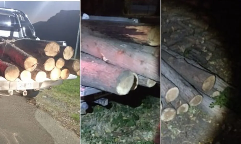 Detectan una carga ilegal de madera