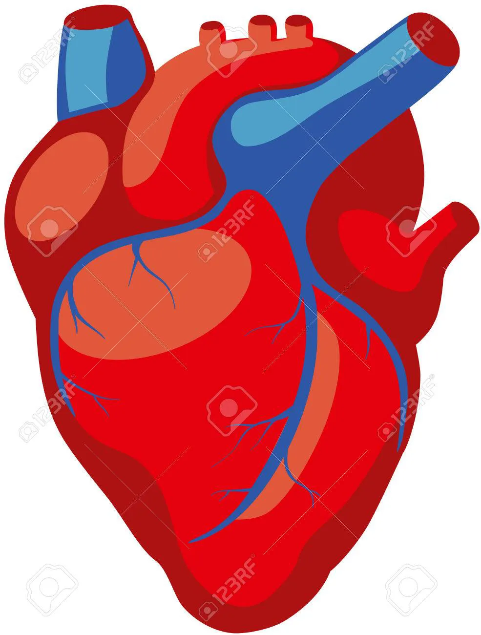 Anatomía-del-corazón-humano-en-color-rojo-con-venas-azules
