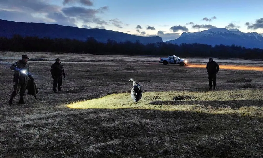Rescatan a un cóndor andino en Santa Cruz
