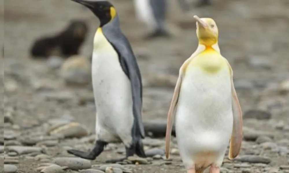 Pingüino Rey Amarillo