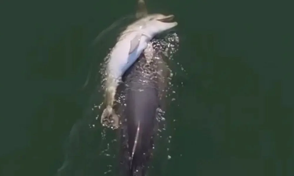 Madre delfín y su cria muerta
